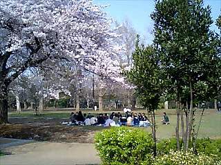 0604hanami1.jpg